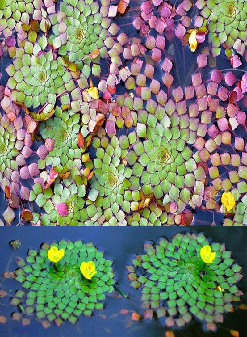 جي جوت 20 قطعة من نباتات حوض السمك المائية لودفيجيا سيديويديس - ديكور حوض السمك - لودفيجيا سيديويديس - نباتات الزهور والخضراوات والفواكه - Image 3