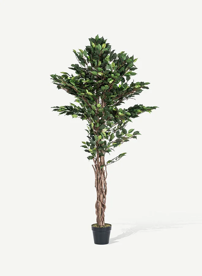 OC HOME Ficus Tree With Pot