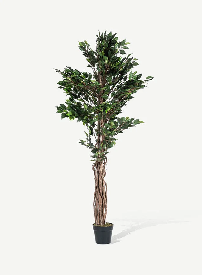 OC HOME Ficus Tree With Pot