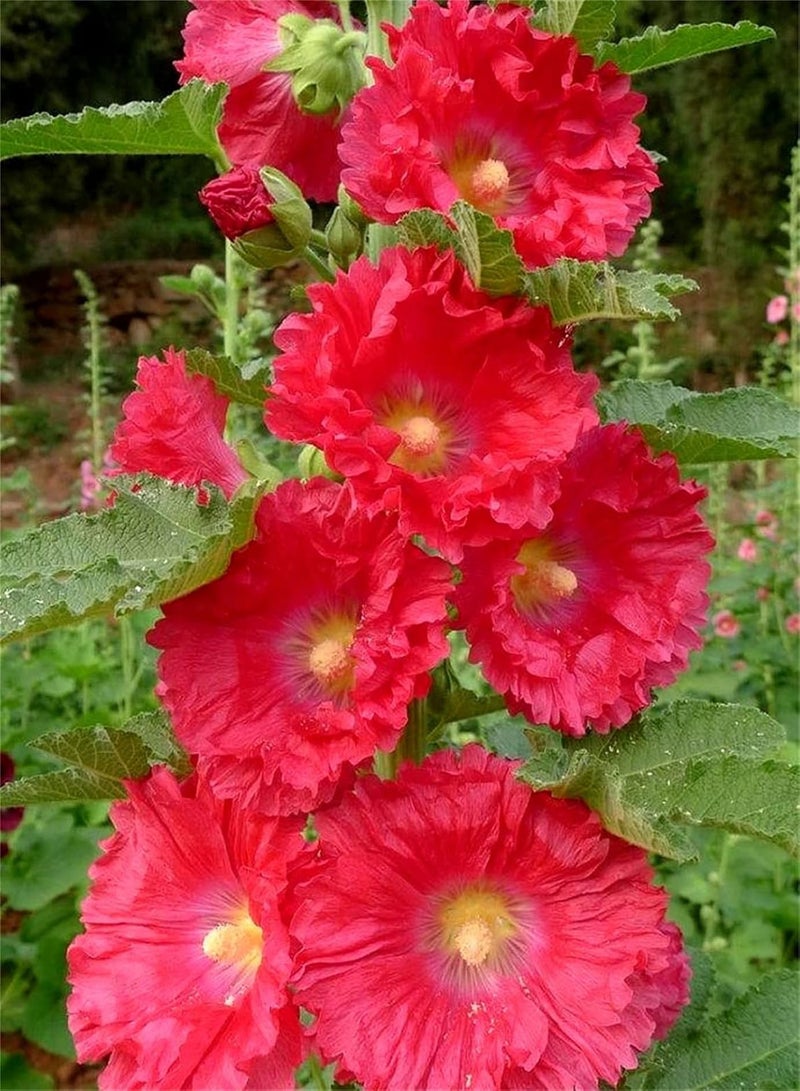 GGOOT Hollyhock Seeds Value Pack-Outdoor Seeds UK Can Blossom in Large Numbers Home Garden Collection Gift Seeds - Image 2