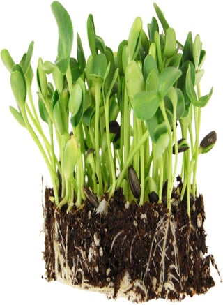 Organic Non-GMO Black Oil Sunflower Microgreens Seeds and Sprouting Seeds (Shell On) 1.5 gs - Sun Flower Micro Green Seeds, Organic Sunflower Seeds for Spouting and Sprout Mix - pzsku/Z55E754D014FD6A614212Z/45/1746426424/e6eb95b9-27c0-49b4-8a14-5e50ee475211