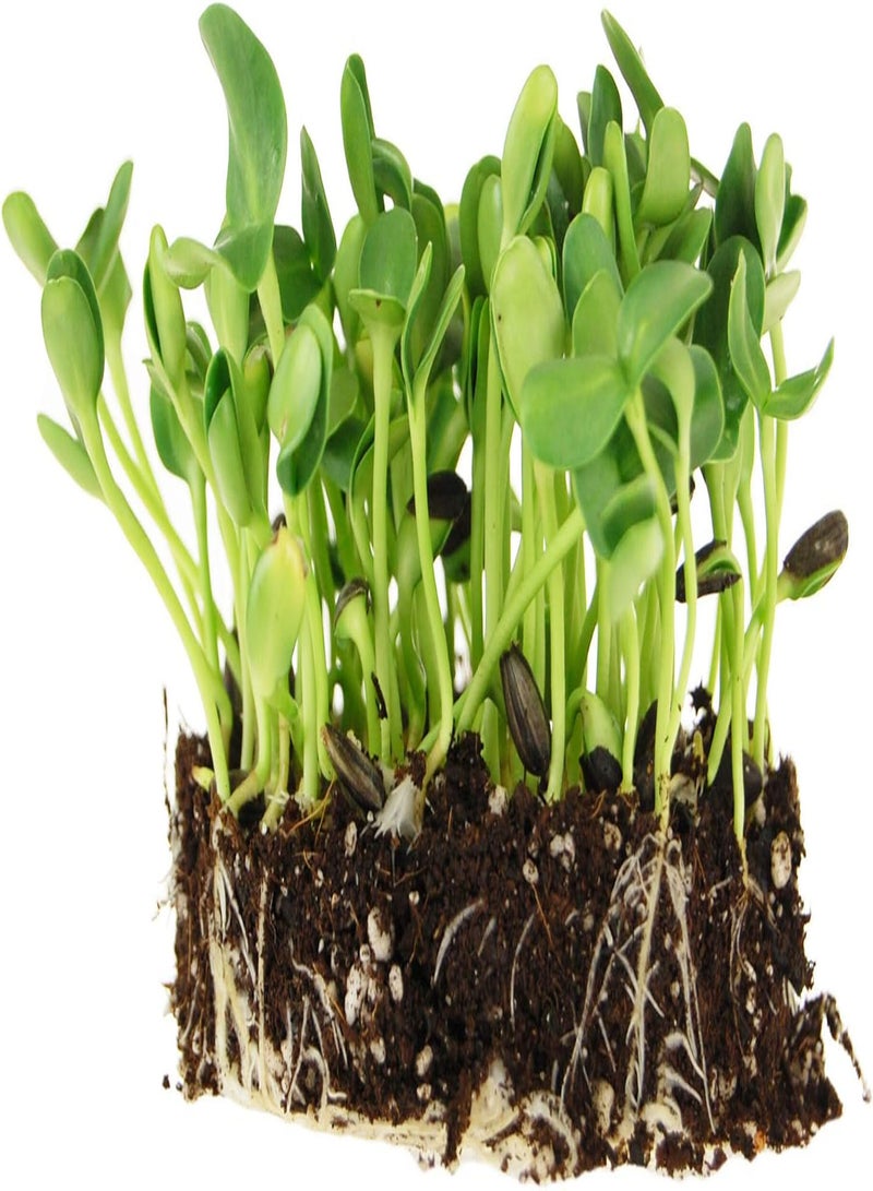 Organic Non-GMO Black Oil Sunflower Microgreens Seeds and Sprouting Seeds (Shell On) 1.5 gs - Sun Flower Micro Green Seeds, Organic Sunflower Seeds for Spouting and Sprout Mix