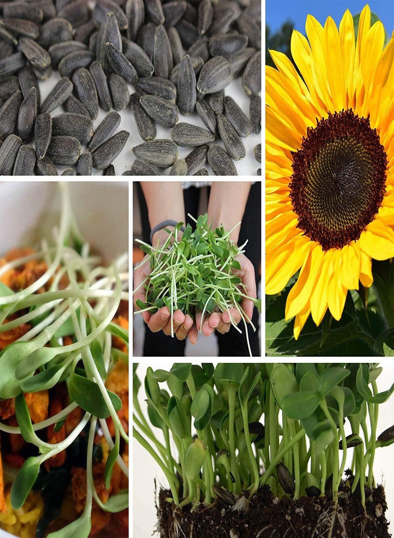 Organic Non-GMO Black Oil Sunflower Microgreens Seeds and Sprouting Seeds (Shell On) 1.5 gs - Sun Flower Micro Green Seeds, Organic Sunflower Seeds for Spouting and Sprout Mix