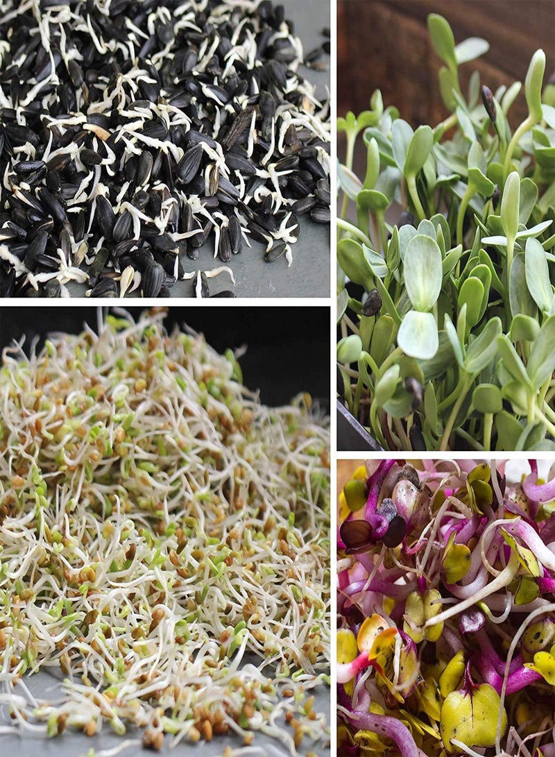 Organic Non-GMO Black Oil Sunflower Microgreens Seeds and Sprouting Seeds (Shell On) 1.5 gs - Sun Flower Micro Green Seeds, Organic Sunflower Seeds for Spouting and Sprout Mix