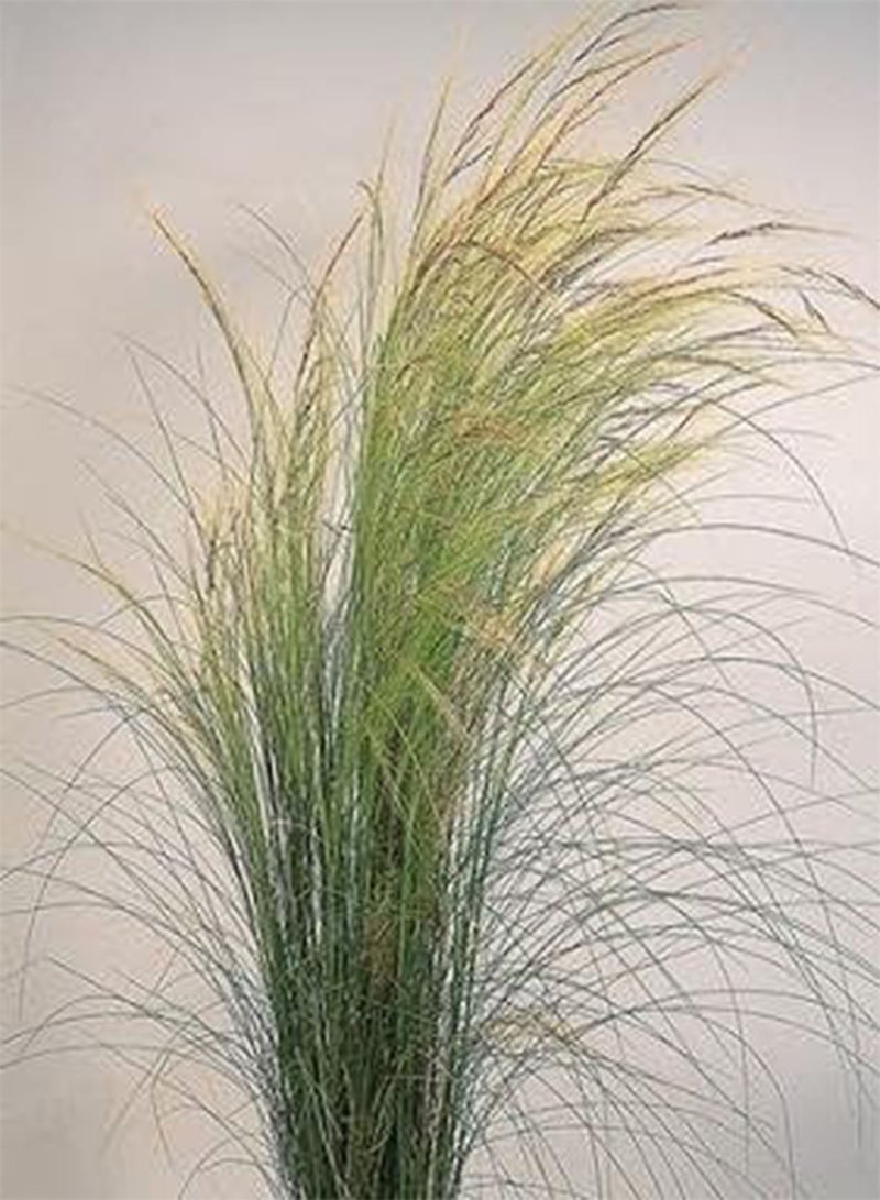 جي جوت 200 بذرة من نسيلة تينويسيما