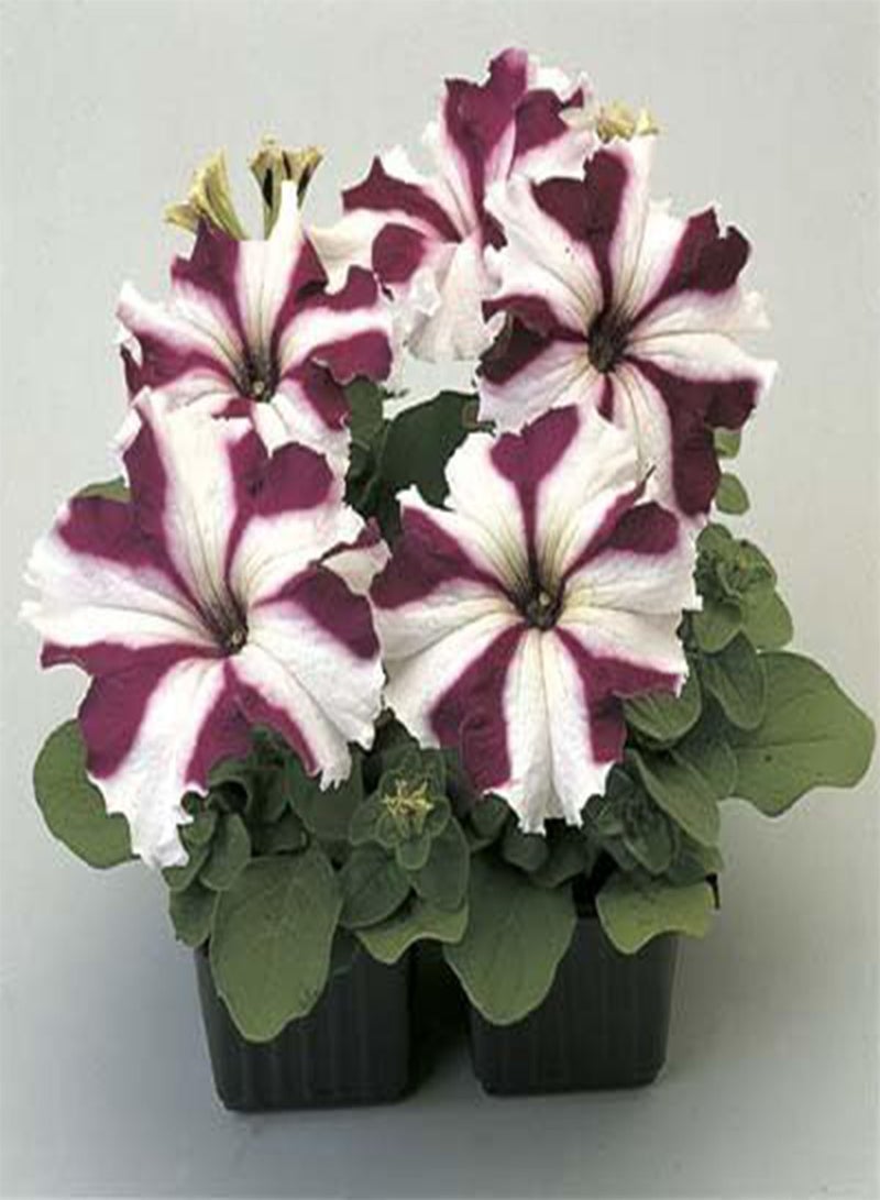 GGOOT Petunia-Single Ultra Crimson Star 200 Seeds