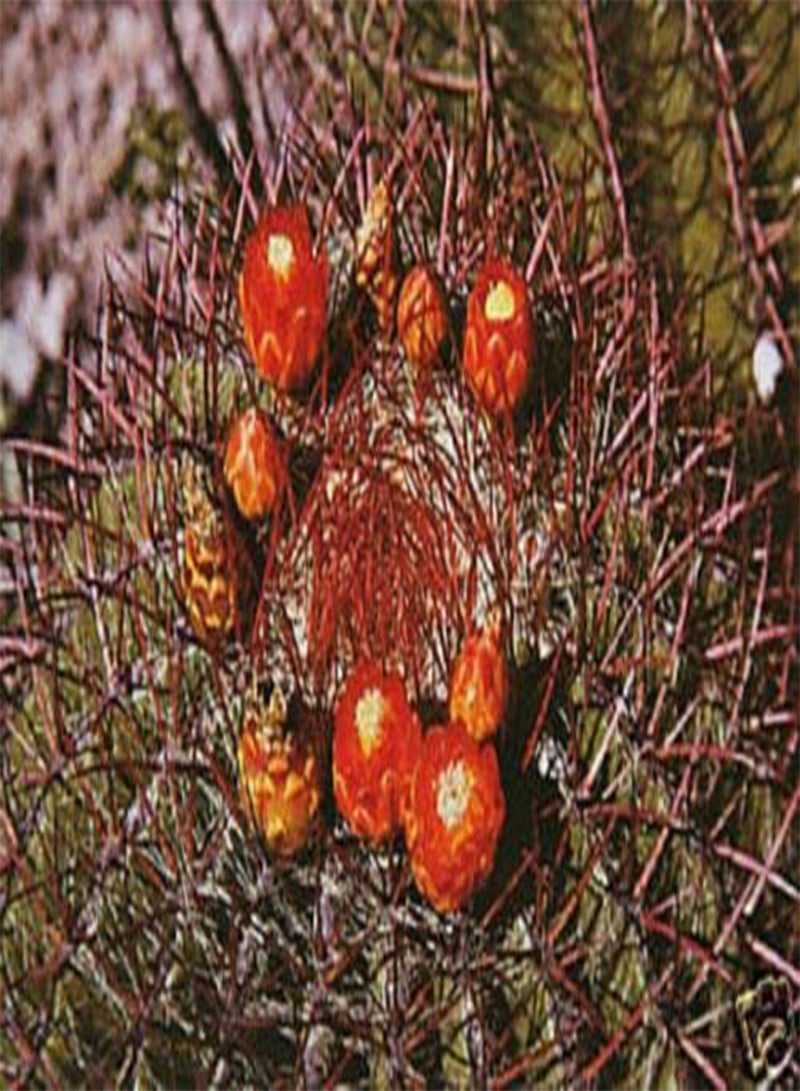 فيروكاكتوس برينجلي (PKD) صبار نادر ذو أزهار كروية غريبة، 100 بذرة