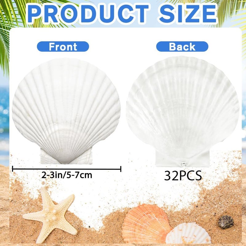YUJUN 32PCS Natural Scallop Shells,2''-3'' White Seashells Bulk for Crafts DIY Painting Baking and Ocean Summer Beach Wedding Home Decorations - Image 2