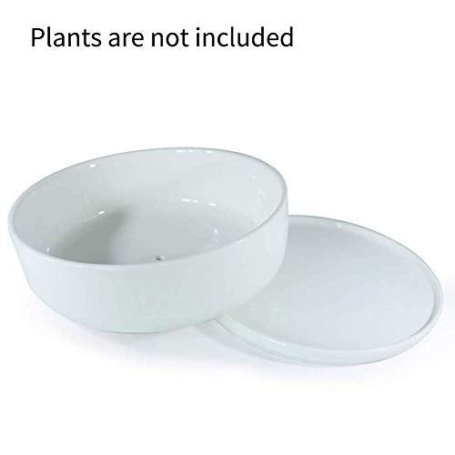 SQOWL 8 inch White Round Ceramic Succulent Planter Pot Modern Flower Cactus herb Big Planter with Removable Saucer Indoor or Outdoor - Image 2