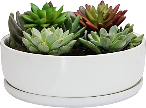 SQOWL 8 inch White Round Ceramic Succulent Planter Pot Modern Flower Cactus herb Big Planter with Removable Saucer Indoor or Outdoor - Image 1