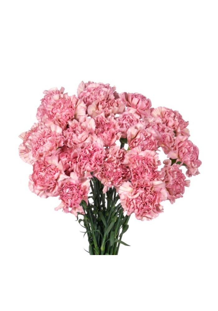 Carnations, Light pink - 20 stems - 70cm, Colombia