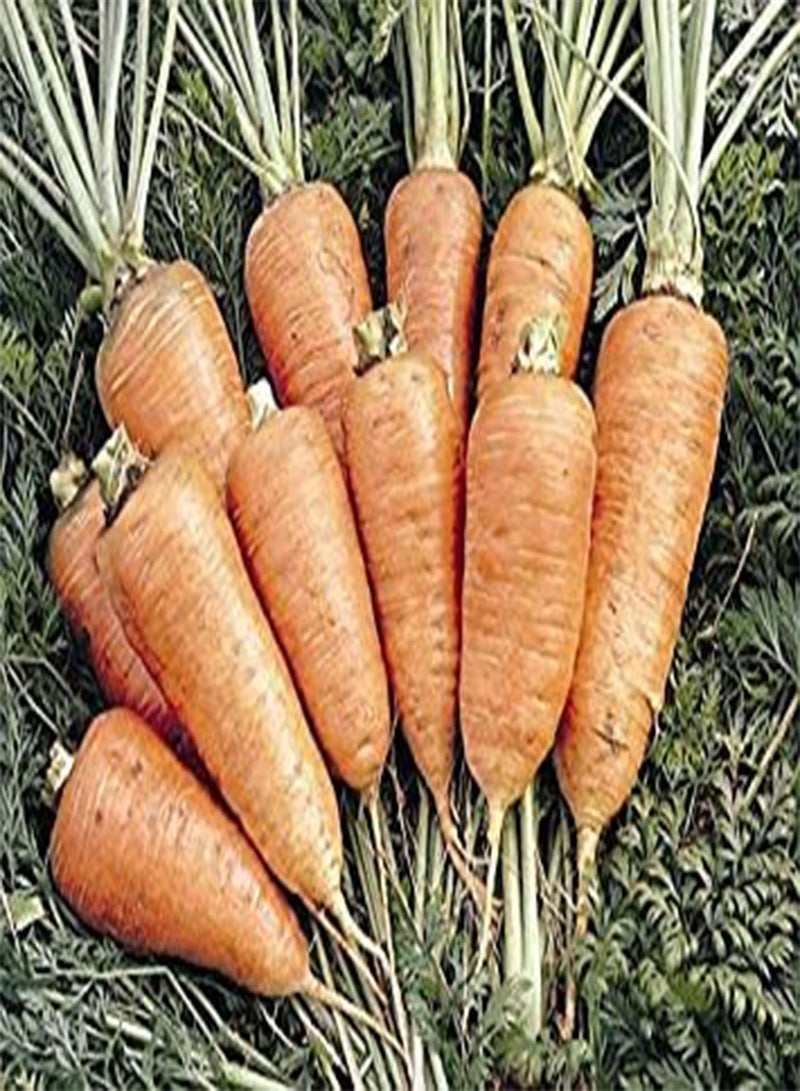 جي جوت خضار - جزر - شانتيناي أحمر - 3500 بذرة