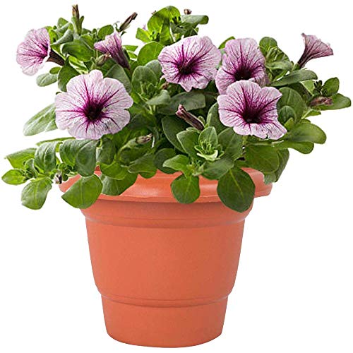 Leafy Tales 6-inch Plastic Flower Pots (Pack of 6) - Terracotta Colour Garden Gamla for Home & Outdoor Balcony - Durable Indoor/Outdoor Planters with Drainage Saucers - Image 3