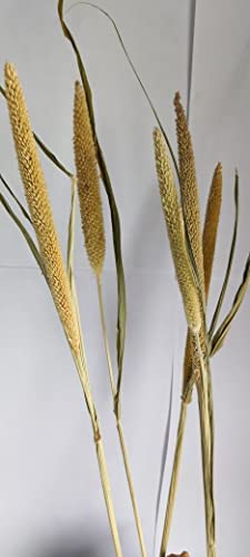 RUKDA® Dried Pearl Millet Flower Sheaves || Natural Dried Flower Sheaves || Stalks Dry Grass Bouquet for Wedding Table Decoration, Home and Office Decoration - 10pcs - Image 5