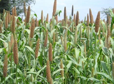 RUKDA® Dried Pearl Millet Flower Sheaves || Natural Dried Flower Sheaves || Stalks Dry Grass Bouquet for Wedding Table Decoration, Home and Office Decoration - 10pcs - Image 3