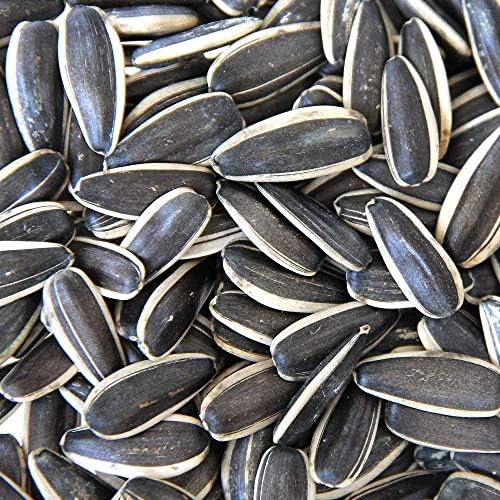 Parrots Wizard Imported Large Size Sunflower Seeds for Grey Parrot, Indian Parrot (1900 Grams) - Image 4