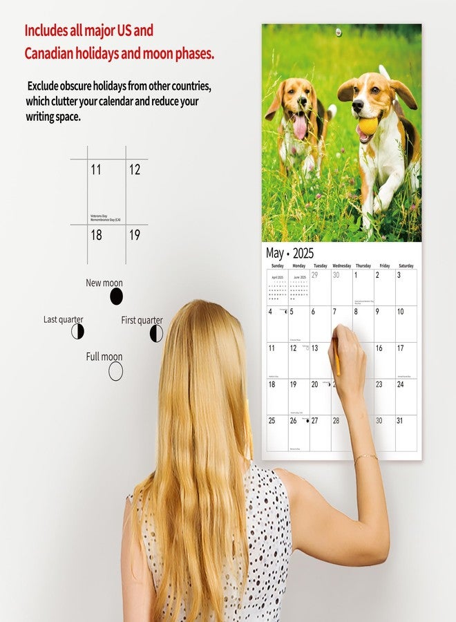 windrio 2026 Wall Calendar,Calendar 2026, November 2025 - December 2026, Wall Calendar Beagles, 12" x 24" Opened,Full Page Months Thick & Sturdy Paper for Calendar Organizing & Planning - Image 4