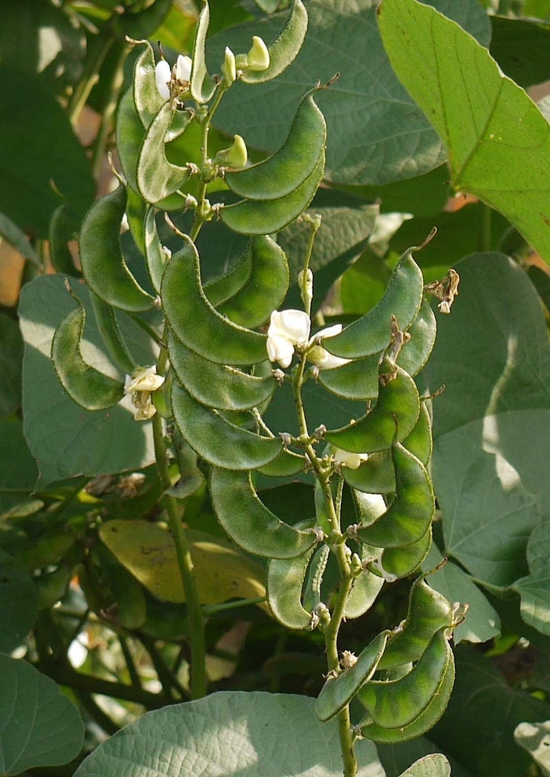 بذور الفاصوليا دوليشوس تشيلاتاي أماراكا هاياسينث أفاراي 10 بذور