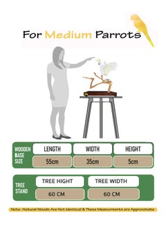 CHEWY BEAK Bird Stand Table Top Natural wooden Parrot Play Stand Indonesian Java wood Tree Perches with Stainless steel feeder medium size  - Image 2