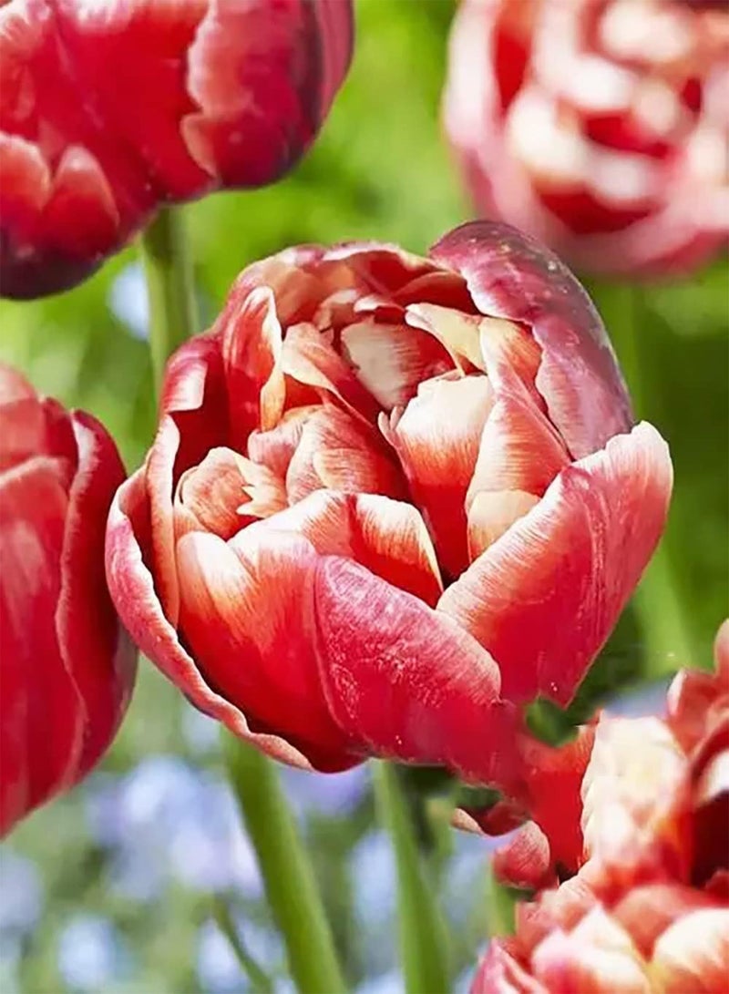 جي جوت 10 قطع من زهور التولبن المزخرفة الفريدة من نوعها صنف حدائق نباتية مناسبة لنباتات الزينة والنباتات - Image 2