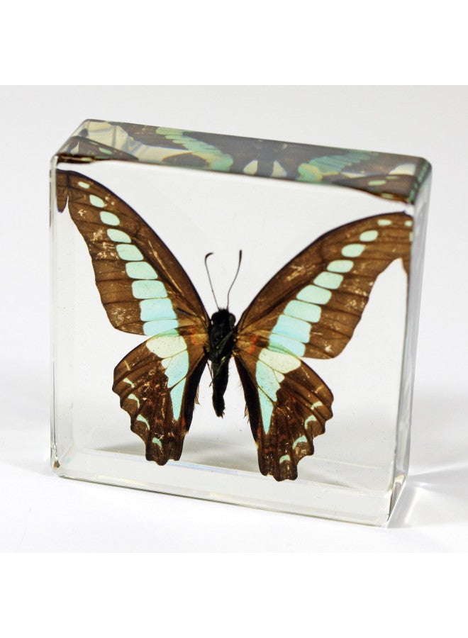 REALBUG REALBUG Common Blue Bottle Butterfly Paperweight(3 x 3 x 1) - Image 2