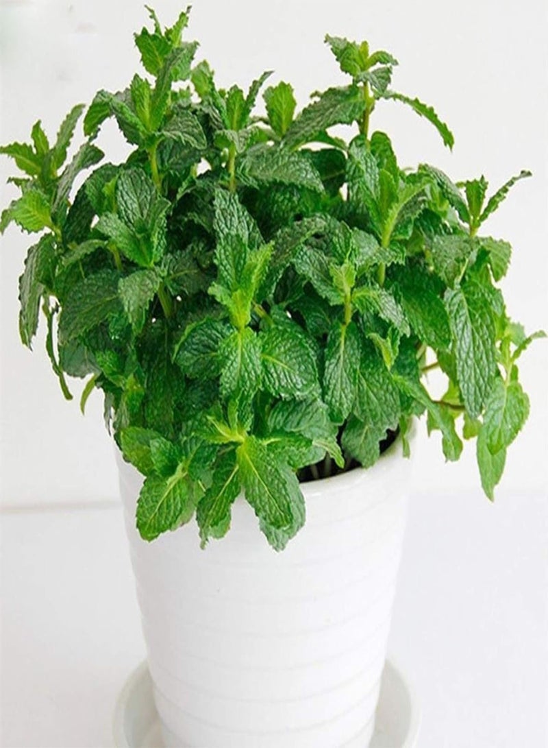 GGOOT Green Garden Flower Plants-50Pcs Mint Lemon Basil Seeds Garden Non-GMO Pollinated Annual Herb Flower Bonsai - Lemon Basil Seeds - Image 3