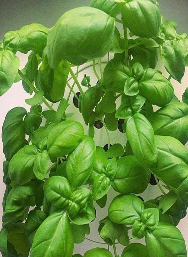 GGOOT Green Garden Flower Plants-50Pcs Mint Lemon Basil Seeds Garden Non-GMO Pollinated Annual Herb Flower Bonsai - Lemon Basil Seeds - Image 1