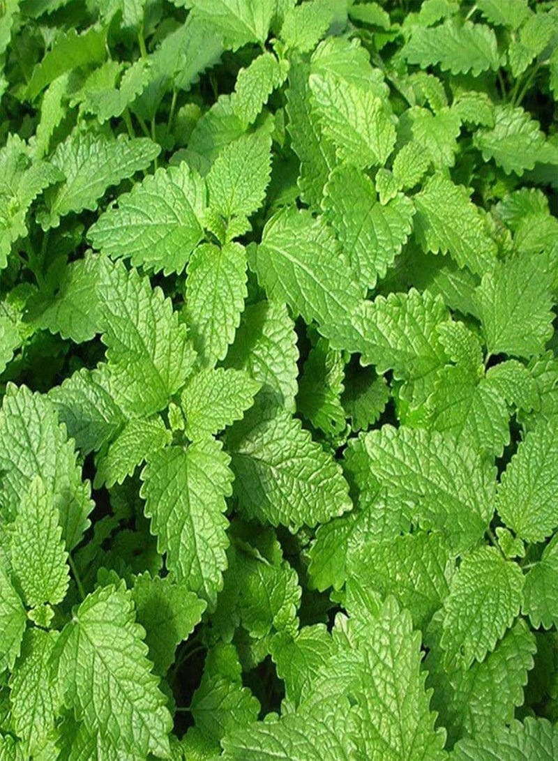 GGOOT Green Garden Flower Plants-50Pcs Mint Lemon Basil Seeds Garden Non-GMO Pollinated Annual Herb Flower Bonsai - Lemon Basil Seeds - Image 5