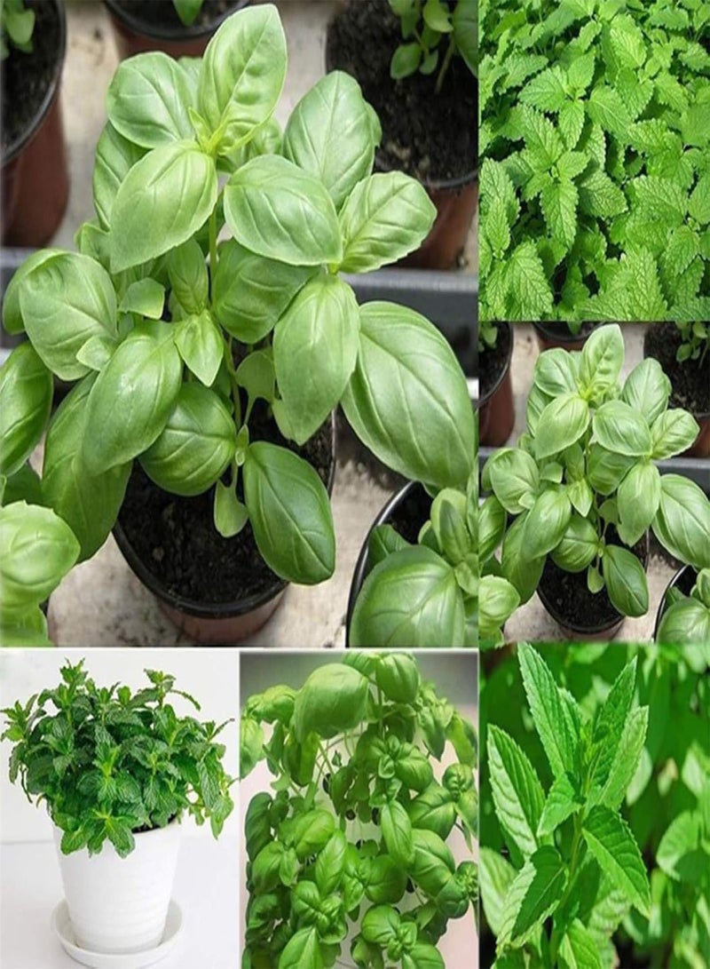 GGOOT Green Garden Flower Plants-50Pcs Mint Lemon Basil Seeds Garden Non-GMO Pollinated Annual Herb Flower Bonsai - Lemon Basil Seeds - Image 2