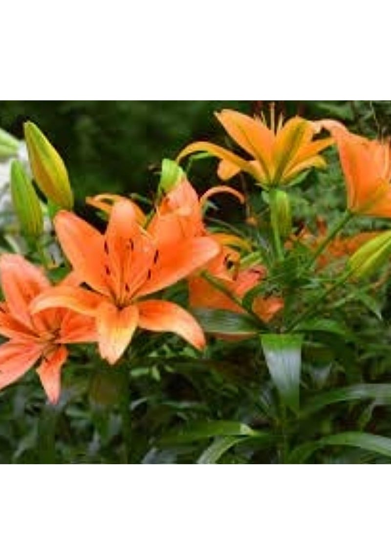 Grow Fast Liquid Fertilizer Best For Indoor & Outdoor Plants 1Liter - Image 2