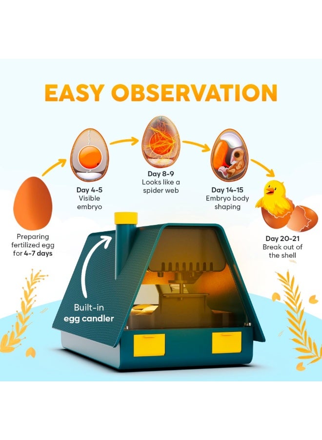 WALALLA 10 Egg Incubator for Hatching Chicken, Quail, Duck & Pigeon Eggs, Automatic Egg Turner, Humidity Control, External Water Filling, LED Display, Integrated Egg Candler, Green & Yellow - Image 3