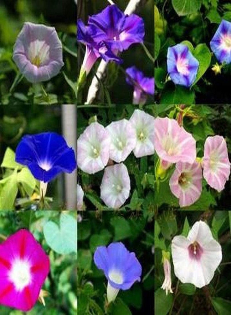 GGOOT 100Pcs Mix Petunia Seeds Rare Varieties Pleasant Aroma Outdoor Patio Courtyard Planting Natural Growth Most Popular Perennial Flower - Image 1
