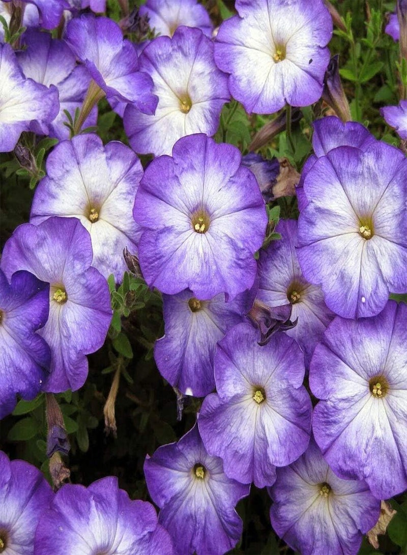 GGOOT 100Pcs Mix Petunia Seeds Rare Varieties Pleasant Aroma Outdoor Patio Courtyard Planting Natural Growth Most Popular Perennial Flower - Image 2