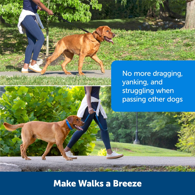 PetSafe Soft Point Training Collar - Comfortable No-Pull Adjustable Quick-Release Collar with Removable Soft Rubber Points - Pain-Free Training for Better Leash Manners - Medium - Black - Image 5