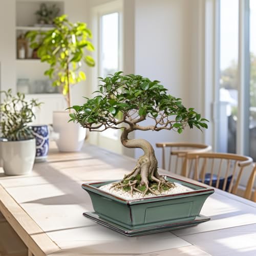 Villa Como Ceramic Bonsai Pots with Drainage Trays Set of 2, Green Glazed Bonsai Planters for Indoor/Outdoor Use, Rectangular Shallow Bonzai Tree Pot for Succulent, Orchids, Cacti, Home, Patio, Garden, 7.5"x5.5" - Image 5