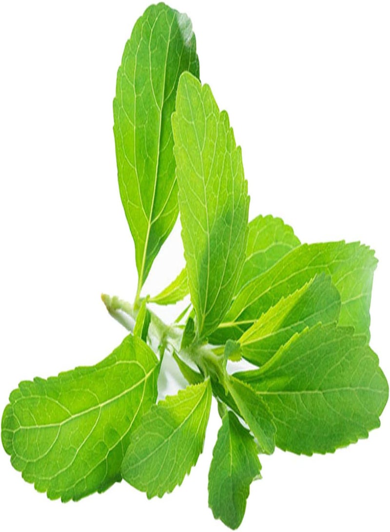 Seed for Planting,Stevia Rebaudiana Seeds Natural Sweeter Plant Home Garden Balcony Bonsai Decor-Stevia Seeds-400PCS