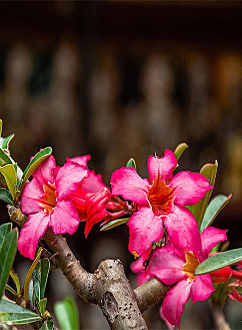 GGOOT 5Pcs Desert Rose Seeds Beautiful Perennial Flowers for Indoor Outdoor Balcony Planting Striking Red Flower Add Color to The Garden - Image 2