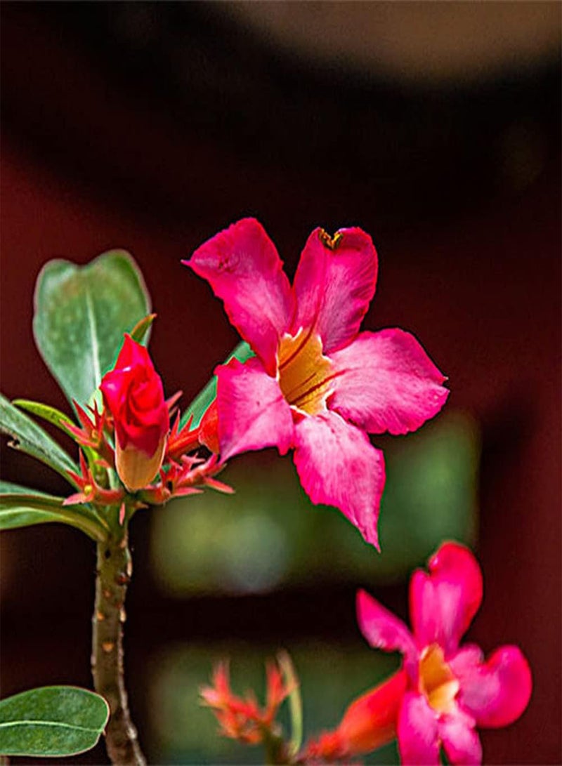 GGOOT 5Pcs Desert Rose Seeds Beautiful Perennial Flowers for Indoor Outdoor Balcony Planting Striking Red Flower Add Color to The Garden - Image 1