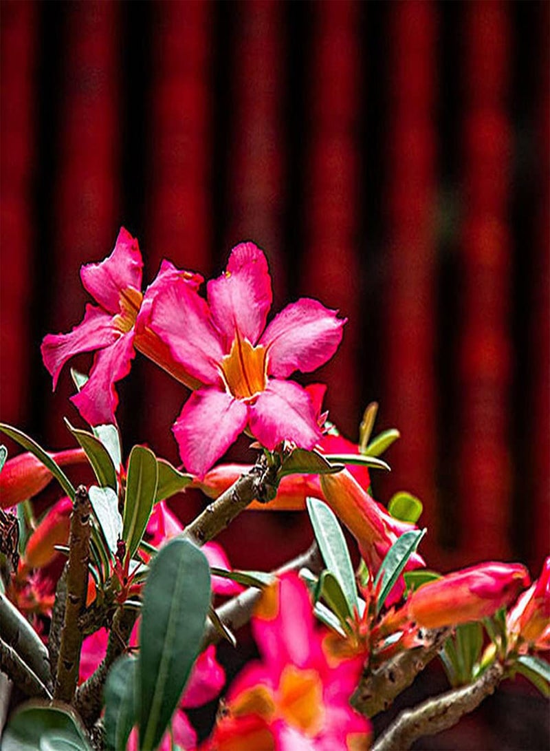 GGOOT 5Pcs Desert Rose Seeds Beautiful Perennial Flowers for Indoor Outdoor Balcony Planting Striking Red Flower Add Color to The Garden - Image 4