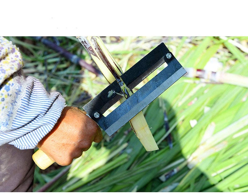 TASKHOUSE Sugarcane Peeling Knife Sharp Steel Blade with Natural Non-Slip Wooden Handle Durable Planer Knife for Pineapple, Fruit Peeling - Image 5