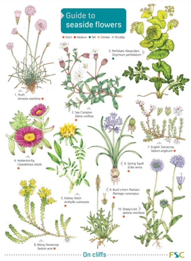 Seaside Flowers 