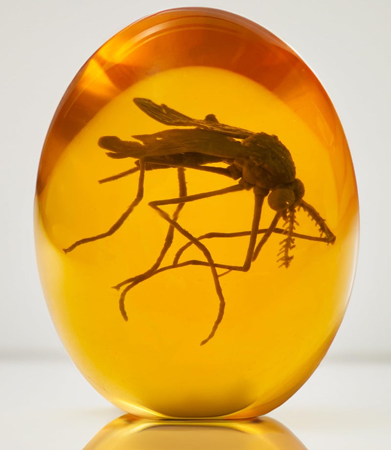 VEOJEIN Jurassic 3D Mosquito in Amber Resin True 3D Original Design Realistic Flat Bottom Shaped Measures 33 Inches Tall Dinosaur DNA Replica World Collectable Prop Cane Mount Paper Weight