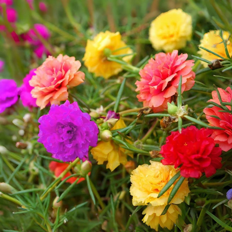 VISTATU 10000+ Portulaca Grandiflora Moss Rose Seeds Mixed Color Spreading for Planting Mexican Sun Rose Rock ROS Heat & Drought Tolerant Ground Cover Plant - Image 1
