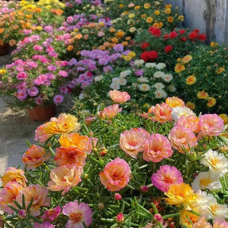 VISTATU 10000+ Portulaca Grandiflora Moss Rose Seeds Mixed Color Spreading for Planting Mexican Sun Rose Rock ROS Heat & Drought Tolerant Ground Cover Plant - Image 5