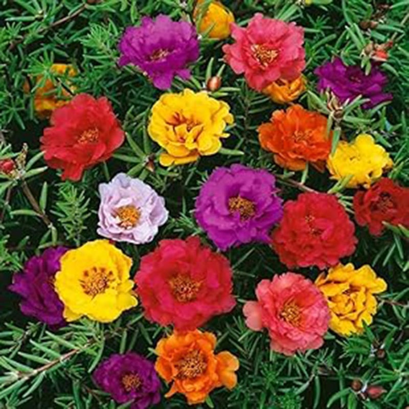 VISTATU 10000+ Portulaca Grandiflora Moss Rose Seeds Mixed Color Spreading for Planting Mexican Sun Rose Rock ROS Heat & Drought Tolerant Ground Cover Plant - Image 4