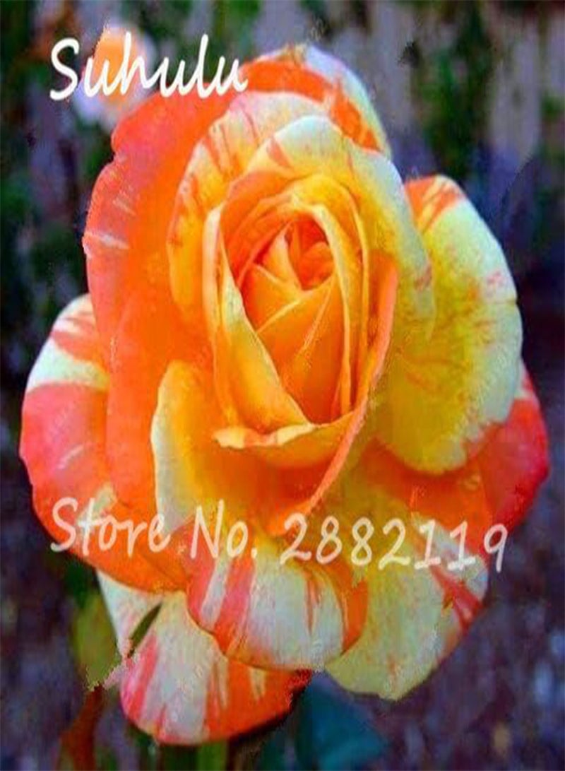 GGOOT 10pcs Rose Seeds Tiger Striped Rose Rare Bonsai Flower Seeds Rainbow Rose Petals Plant DIY Home Garden Planting Mix Colors 10 - Image 3