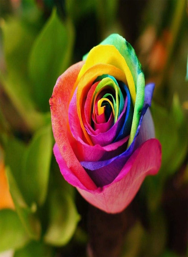 GGOOT 10pcs Rose Seeds Tiger Striped Rose Rare Bonsai Flower Seeds Rainbow Rose Petals Plant DIY Home Garden Planting Mix Colors 10 - Image 1