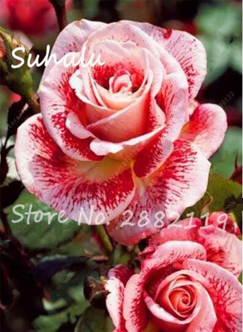 GGOOT 10pcs Rose Seeds Tiger Striped Rose Rare Bonsai Flower Seeds Rainbow Rose Petals Plant DIY Home Garden Planting Mix Colors 10 - Image 2