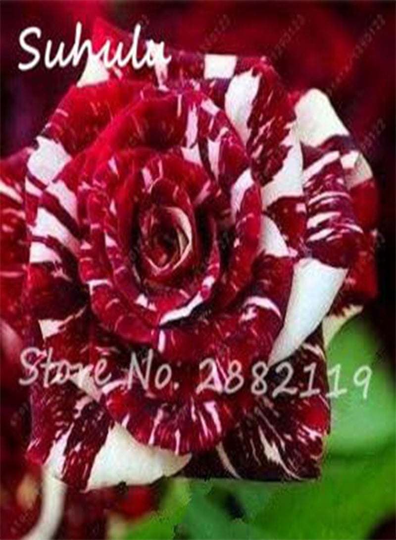 GGOOT 10pcs Rose Seeds Tiger Striped Rose Rare Bonsai Flower Seeds Rainbow Rose Petals Plant DIY Home Garden Planting Mix Colors 10 - Image 4