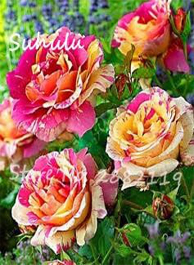 GGOOT 10pcs Rose Seeds Tiger Striped Rose Rare Bonsai Flower Seeds Rainbow Rose Petals Plant DIY Home Garden Planting Mix Colors 10 - Image 5